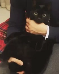 猫猫