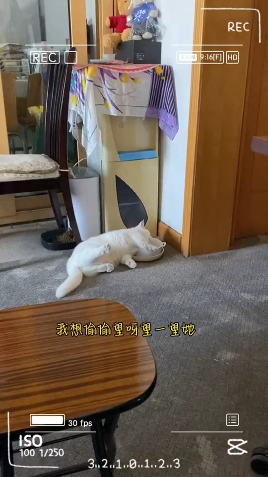 懒猫猫