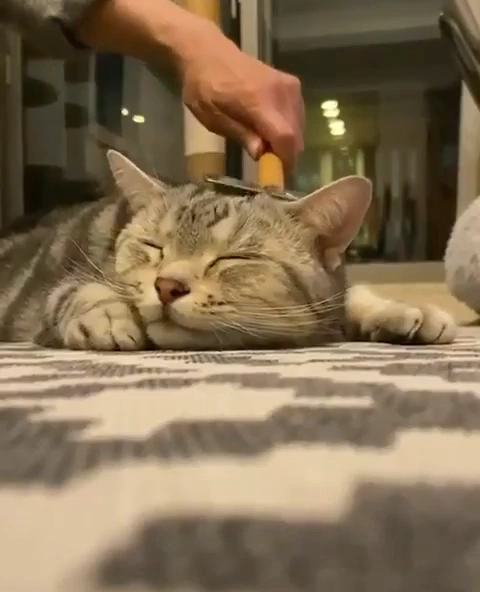舒适