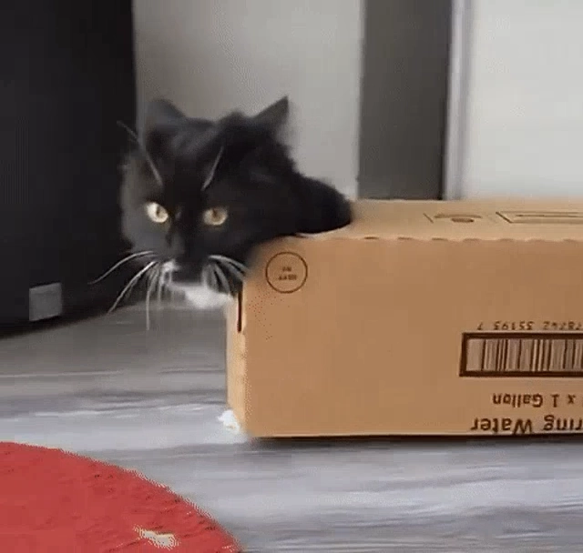 猫咪火车