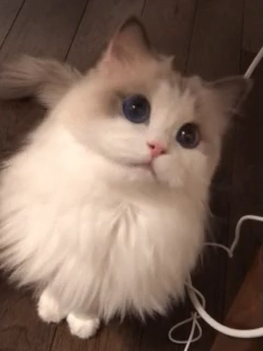 是猫猫