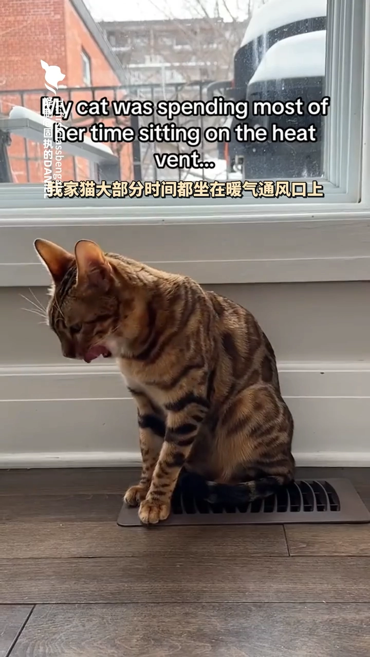 猫猫需要电热毯