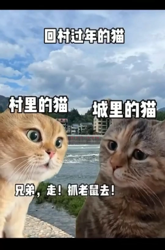 回村过年的猫