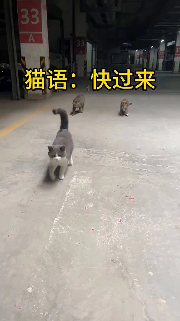 猫奴试试