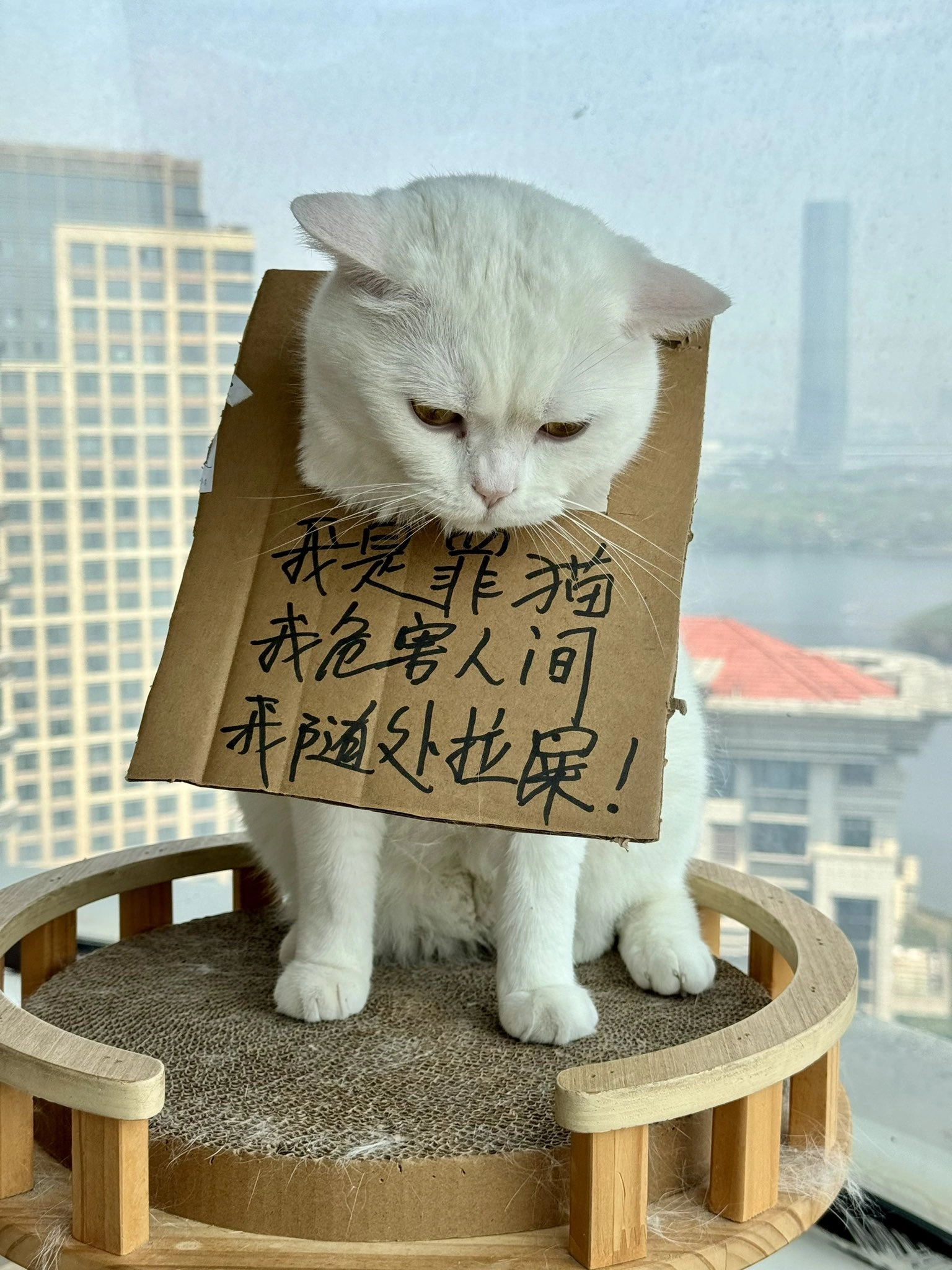 罪猫