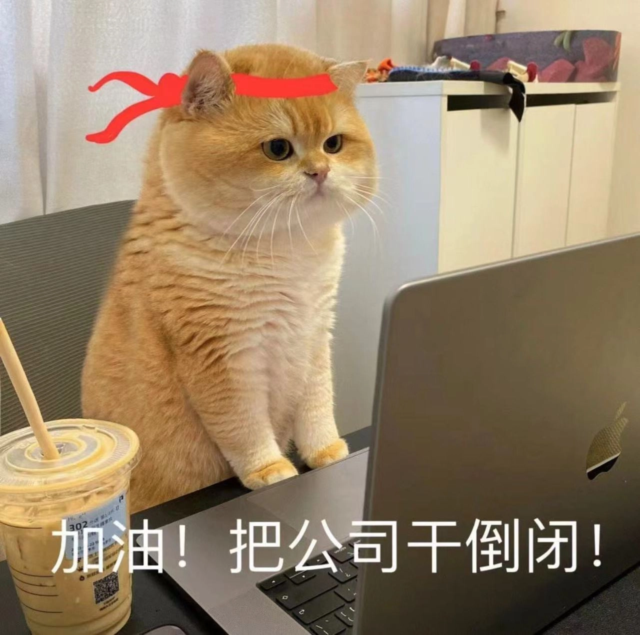 猫猫 加油，把公司干倒闭！