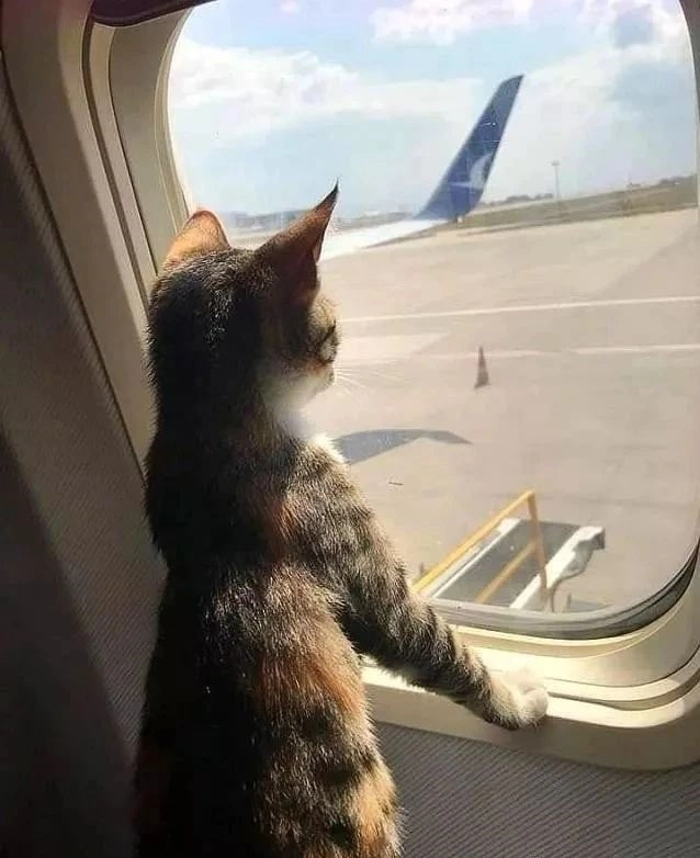 猫猫 旅行猫