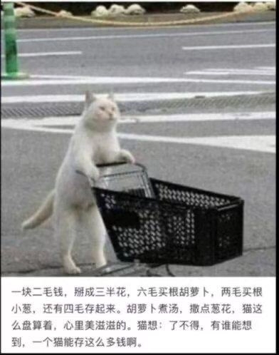 小猫文学集合