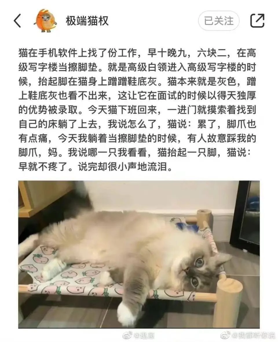 小猫文学集合