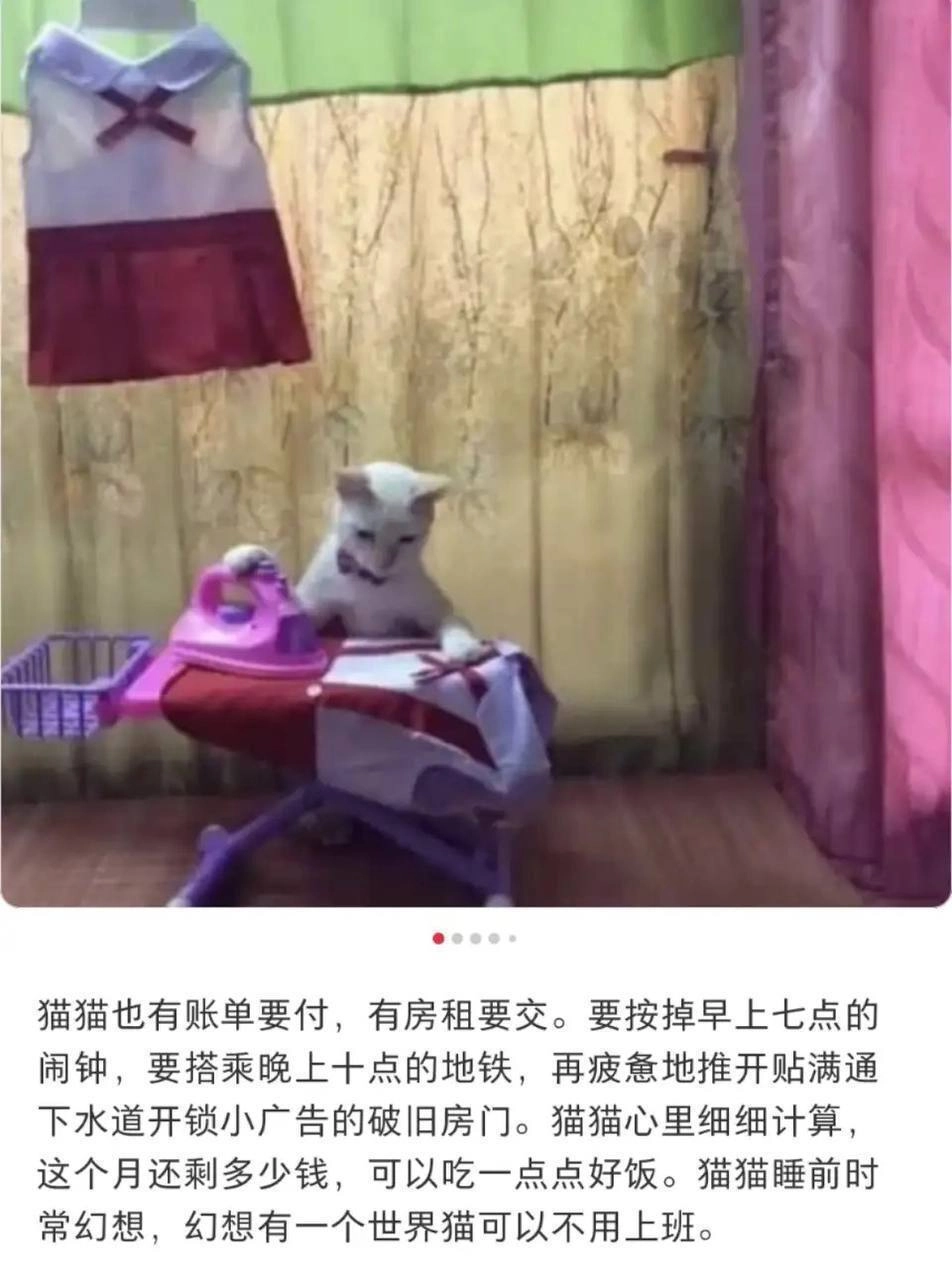 小猫文学集合