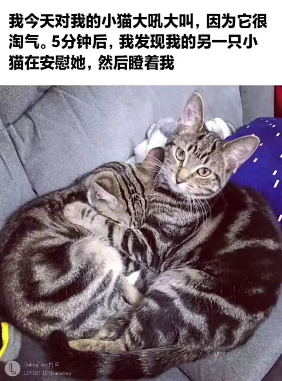 猫猫 霸总