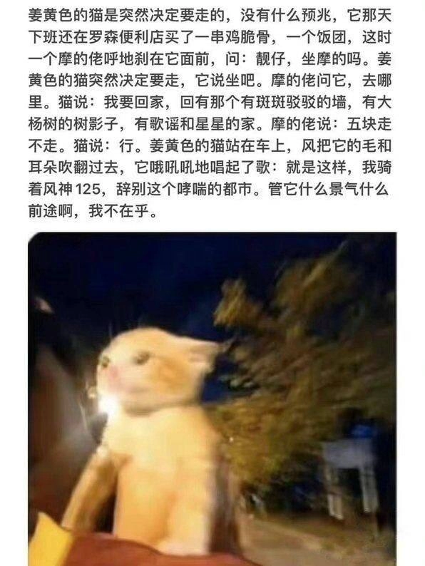 小猫文学集合