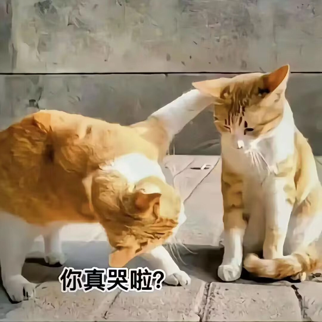 猫猫 你真哭啦？