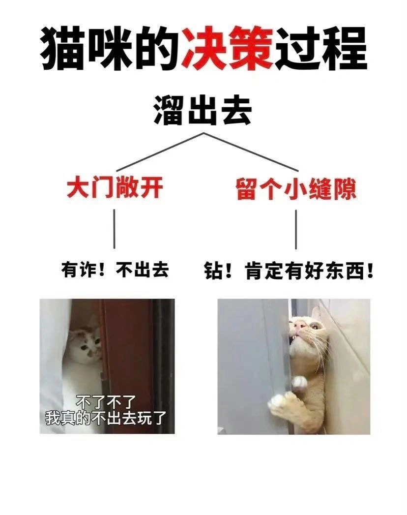 猫咪逻辑学