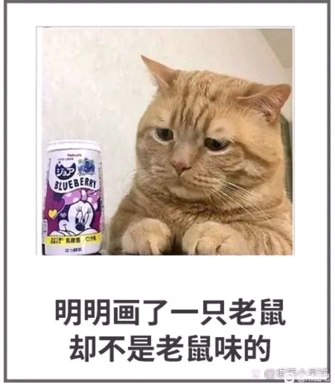 猫猫 不是老鼠味的