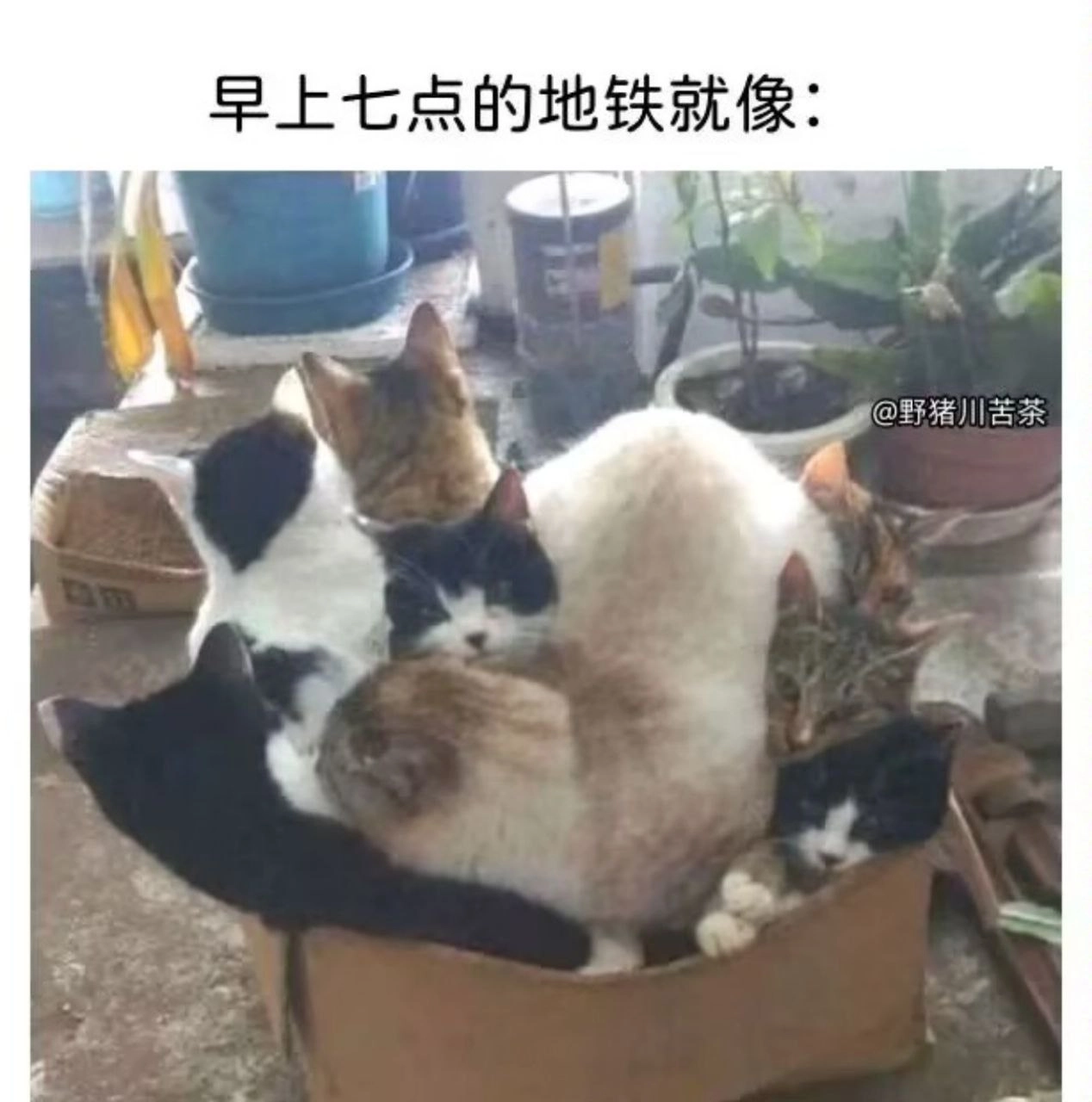 猫猫 早上七点的地铁