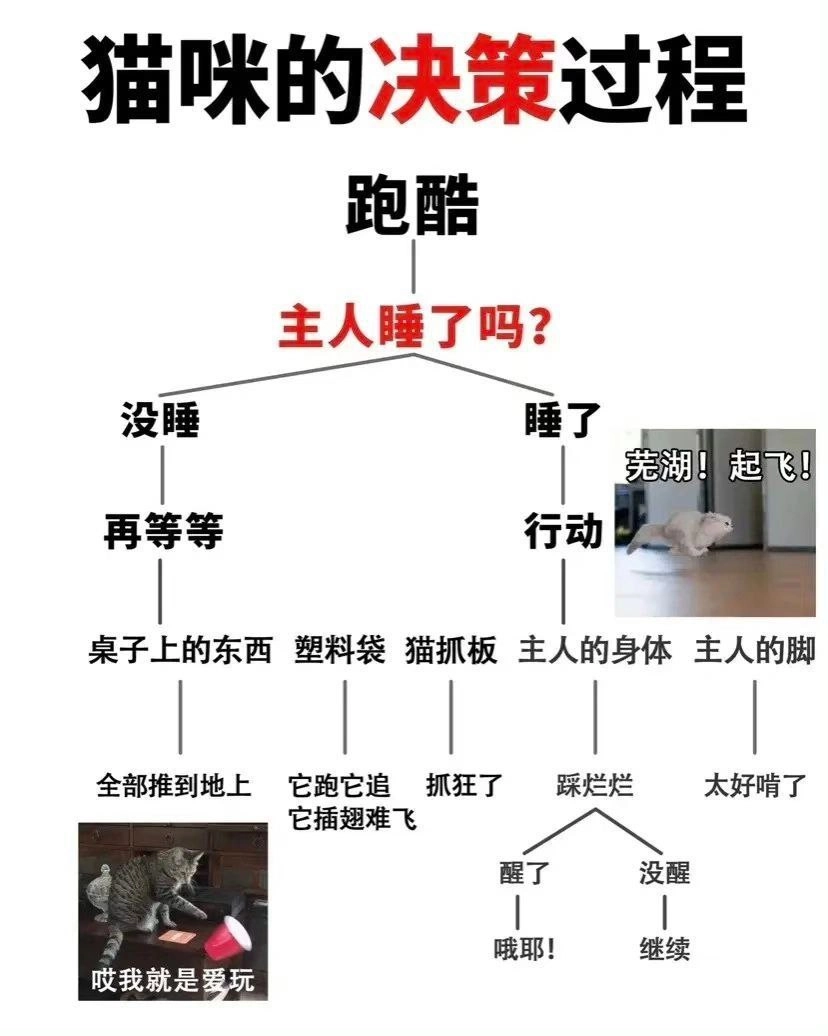 猫咪逻辑学