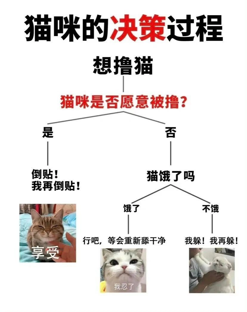 猫咪逻辑学