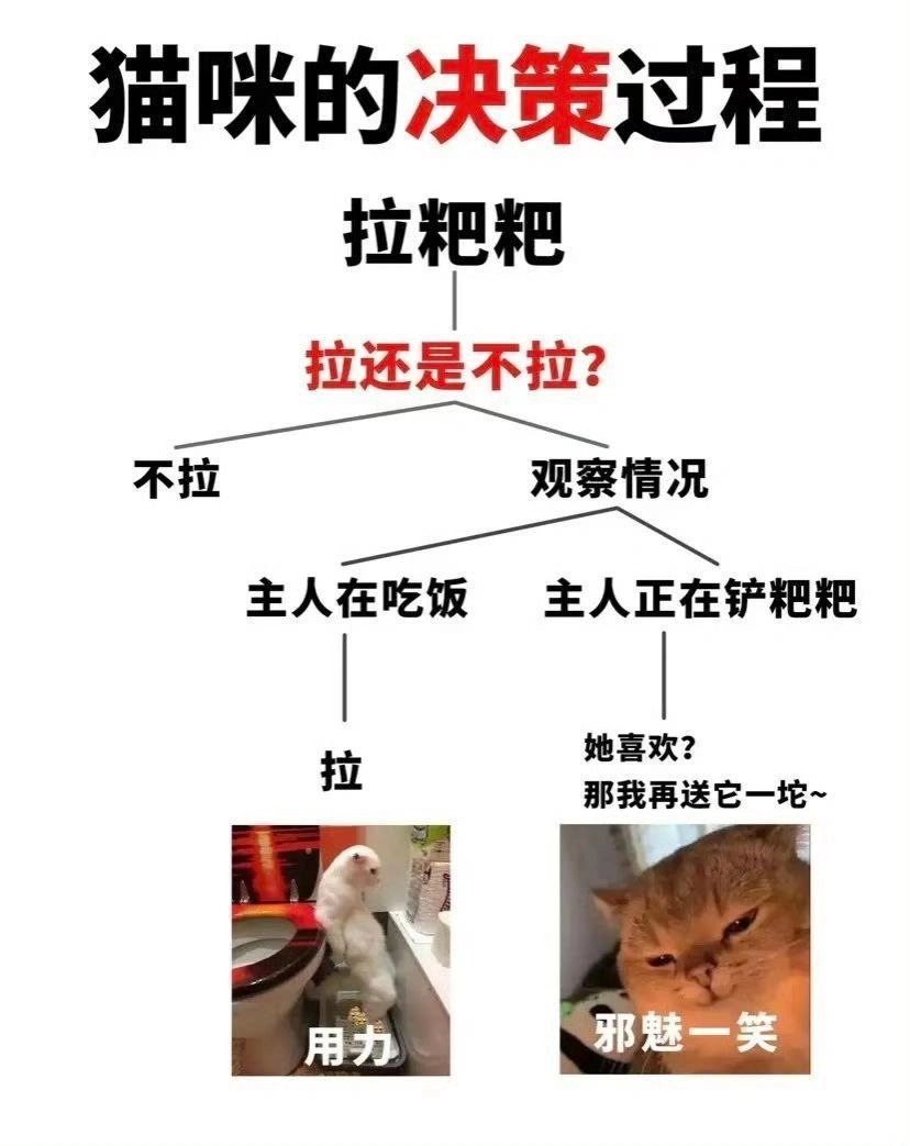 猫咪逻辑学