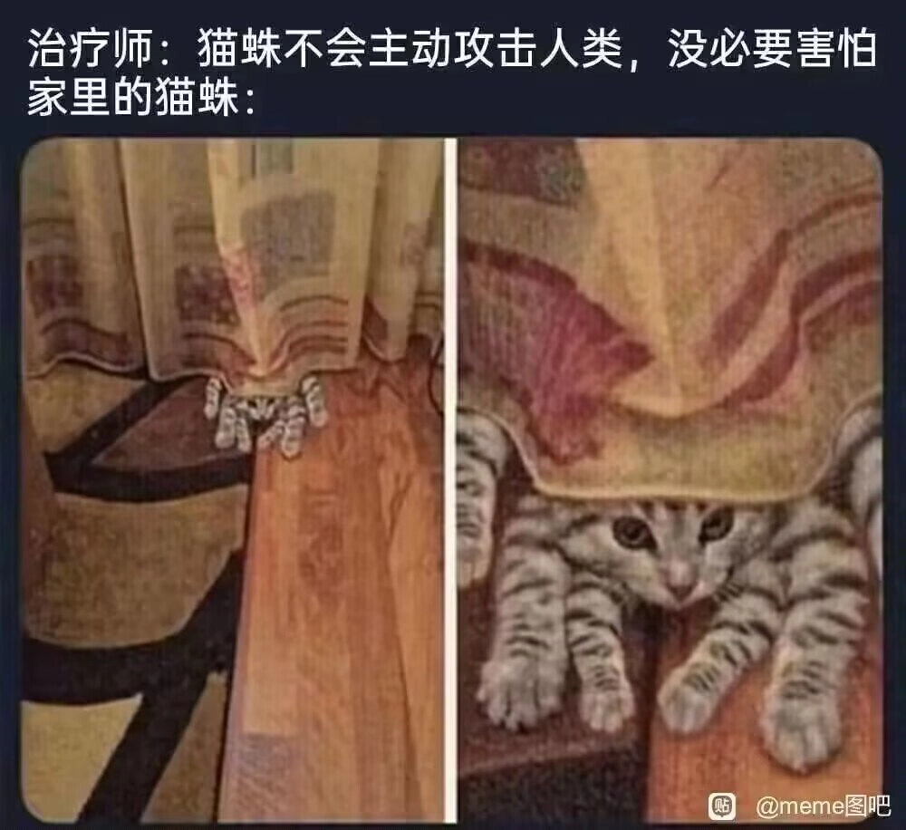 猫蛛