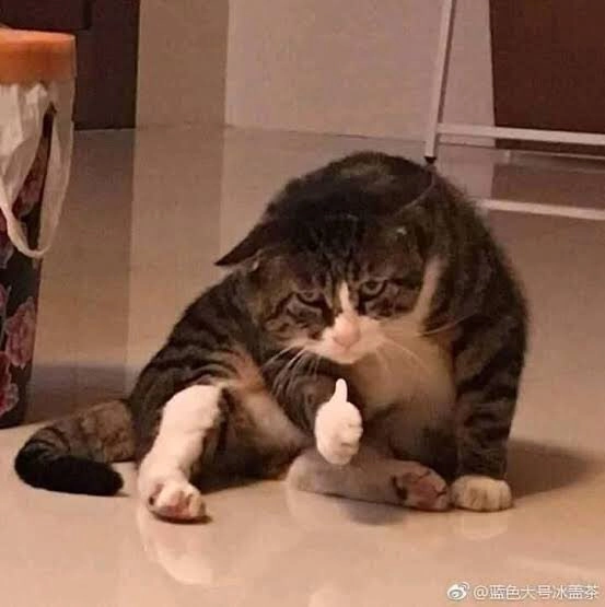 猫猫 点赞