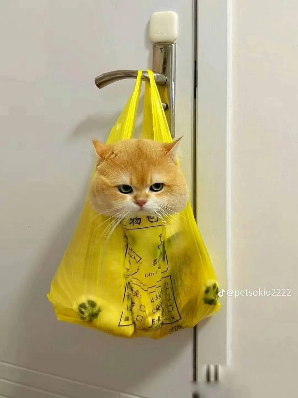 一袋装不下猫猫