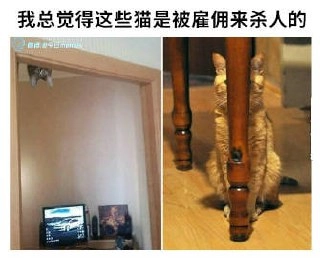 我总觉得这些猫是被雇佣来杀人的