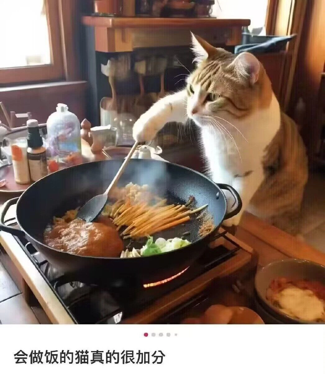 会做饭的猫真的很加分