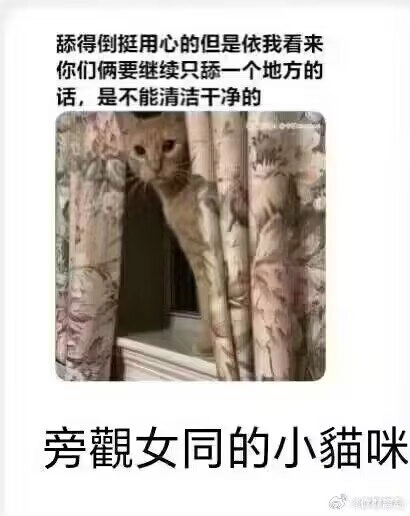 旁观女同的小喵咪