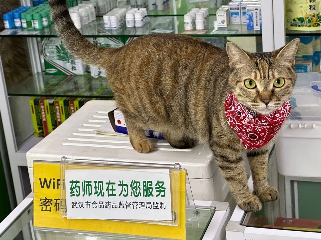 猫咪药师