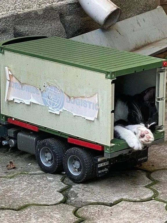 猫猫 卡车