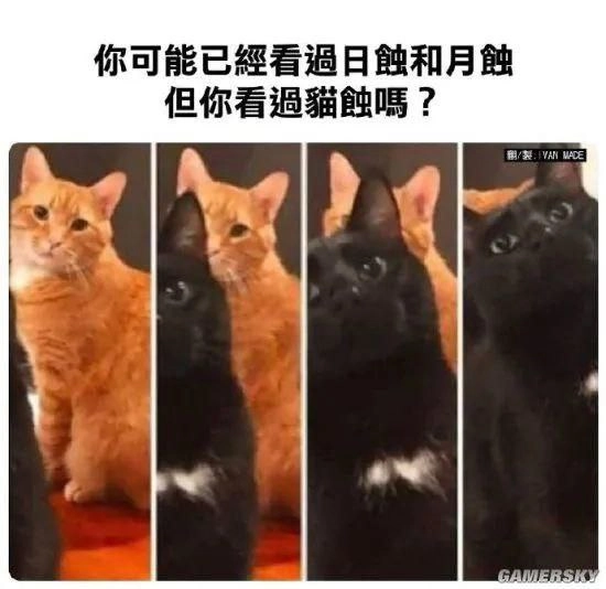 猫蚀