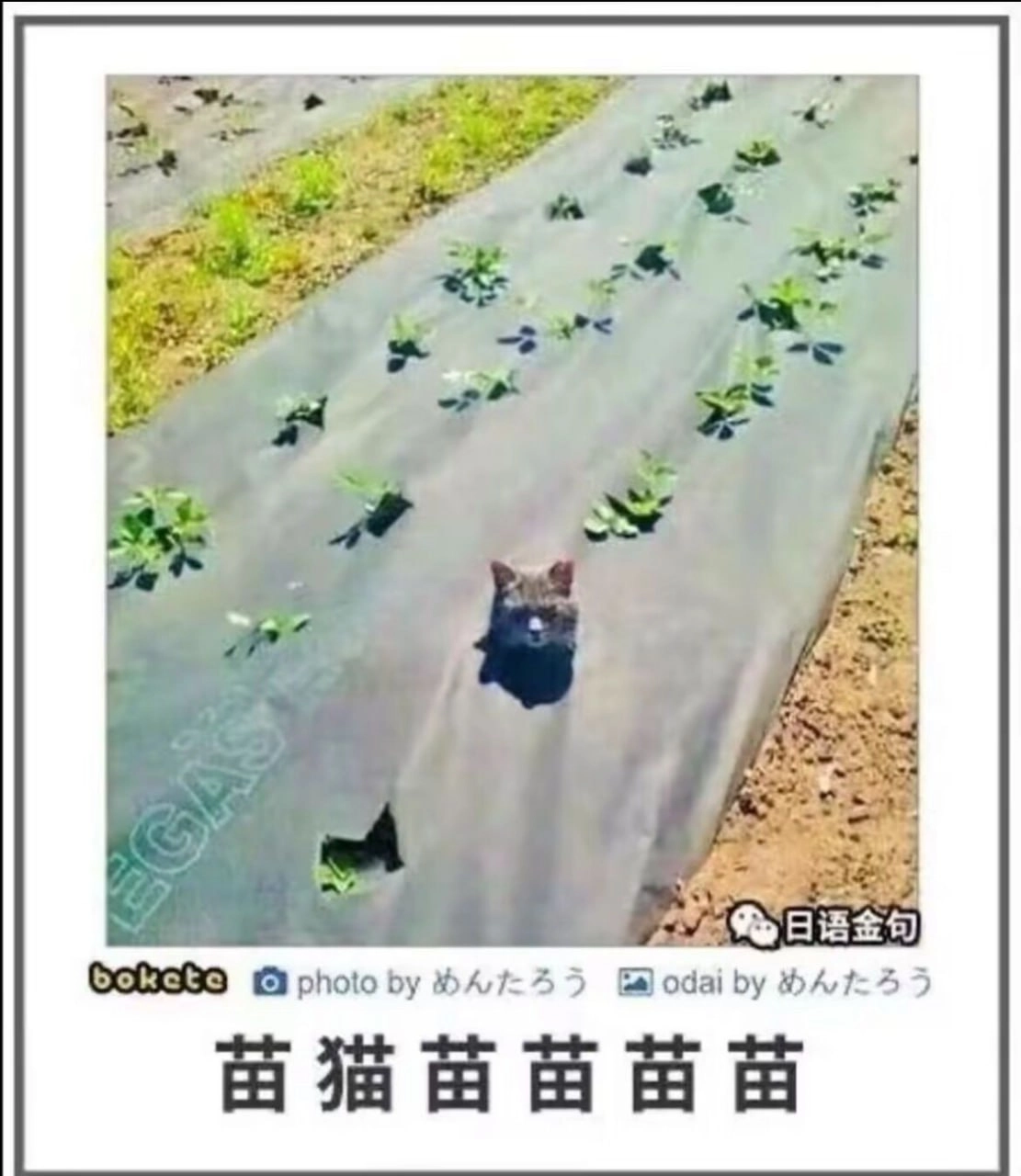 苗猫苗苗苗苗