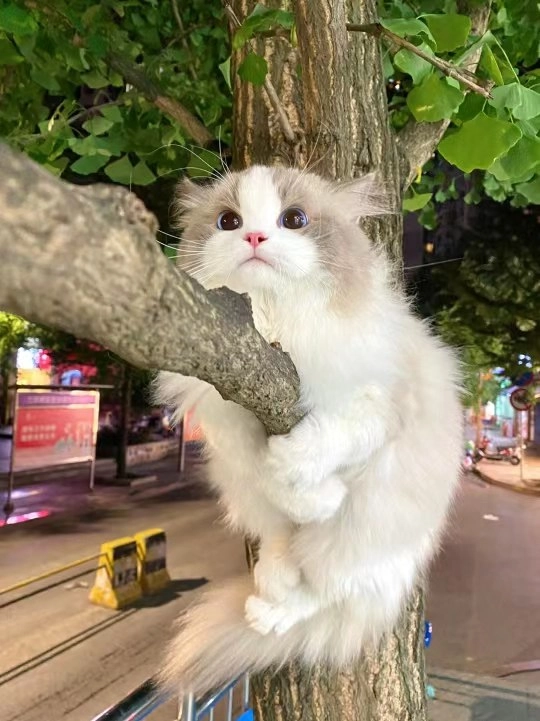 猫猫上树