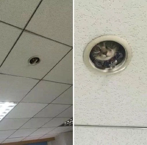 天花板上的猫