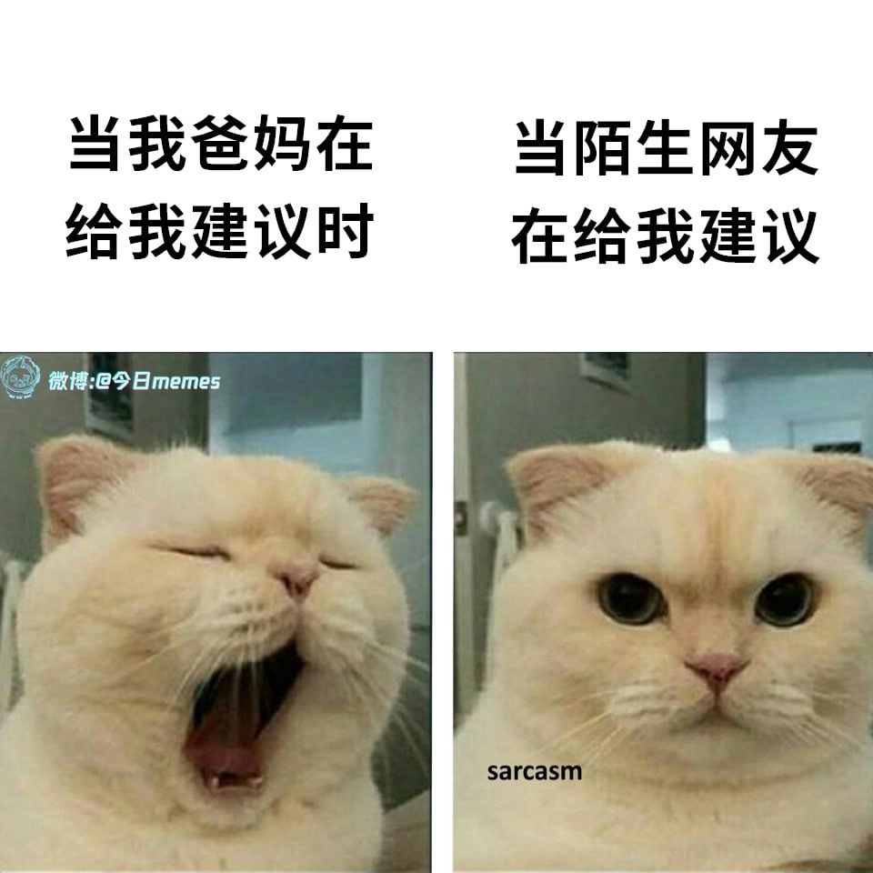 猫猫