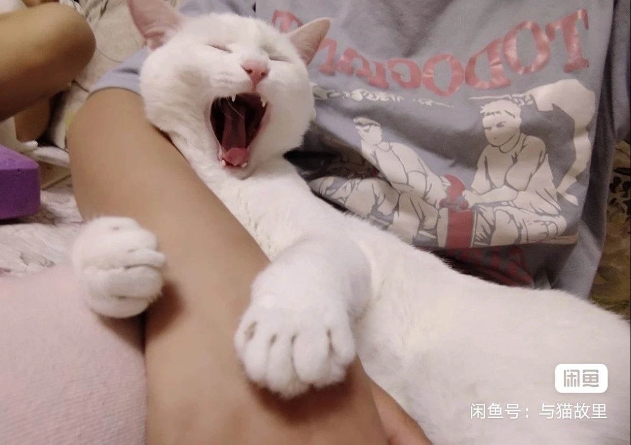 打呵欠的猫