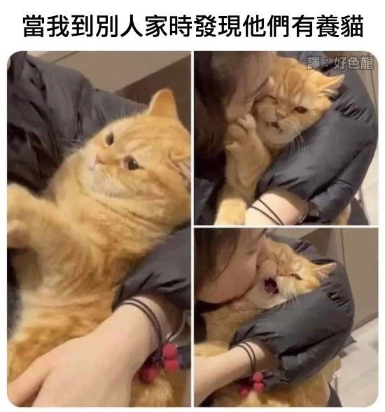 网站