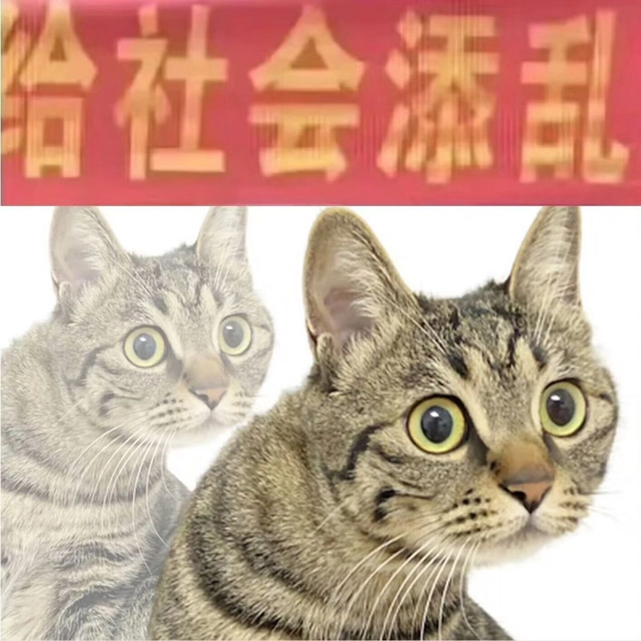 埃及猫