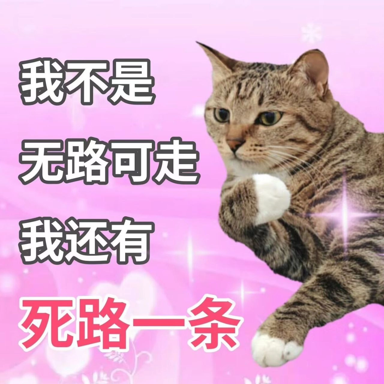 埃及猫