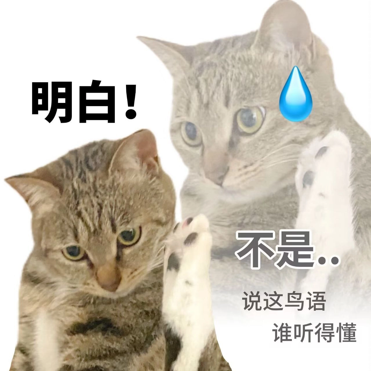 埃及猫