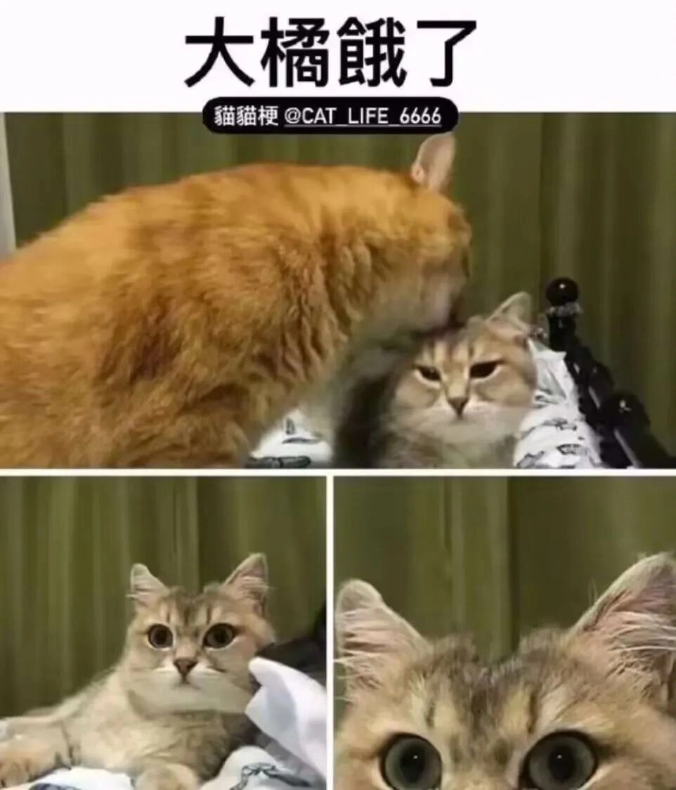 埃及猫