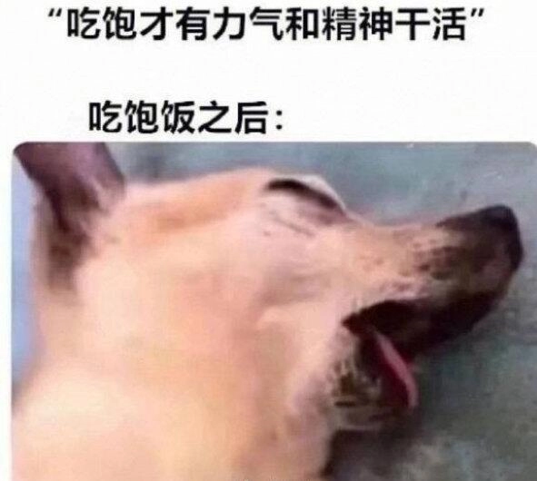 白狼