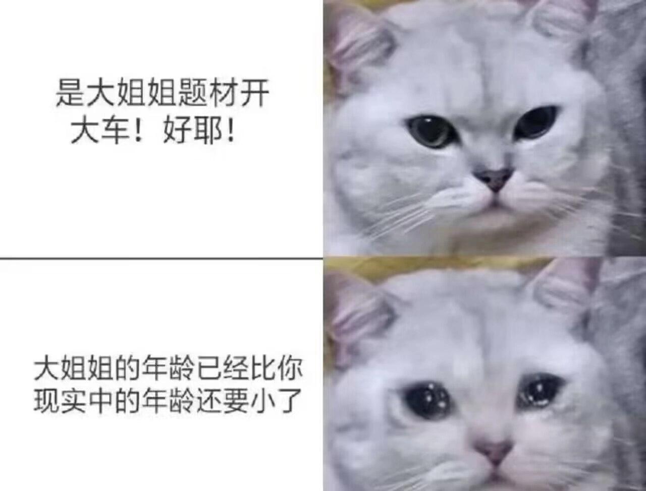 波斯猫