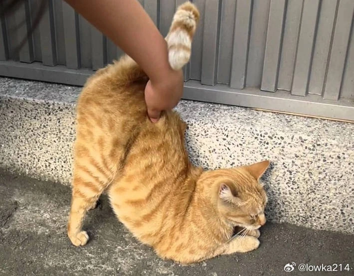 老虎猫