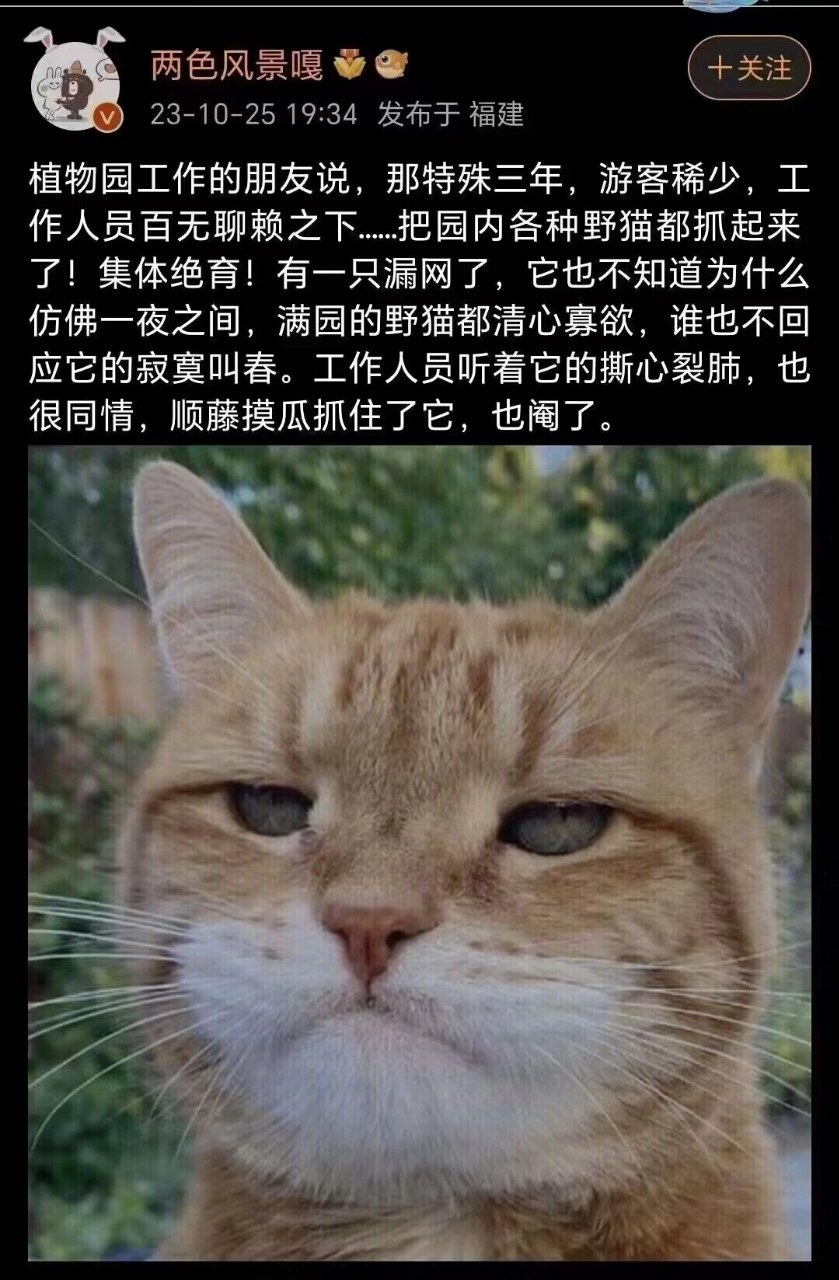 老虎猫