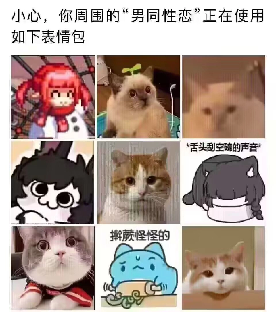 波斯猫