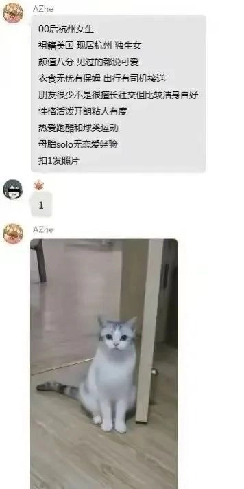 西雅图猫