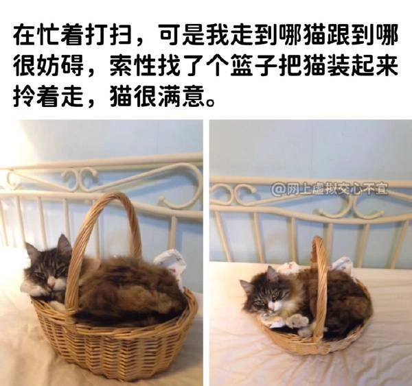 西雅图猫