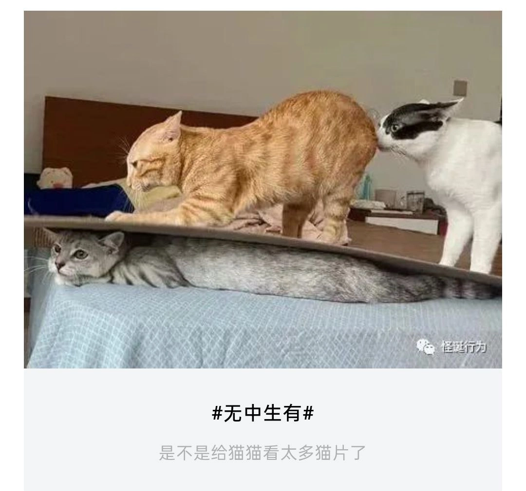 埃及猫